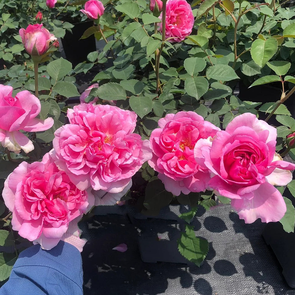 Le Printemps Japanese Florist Climbing Rose
