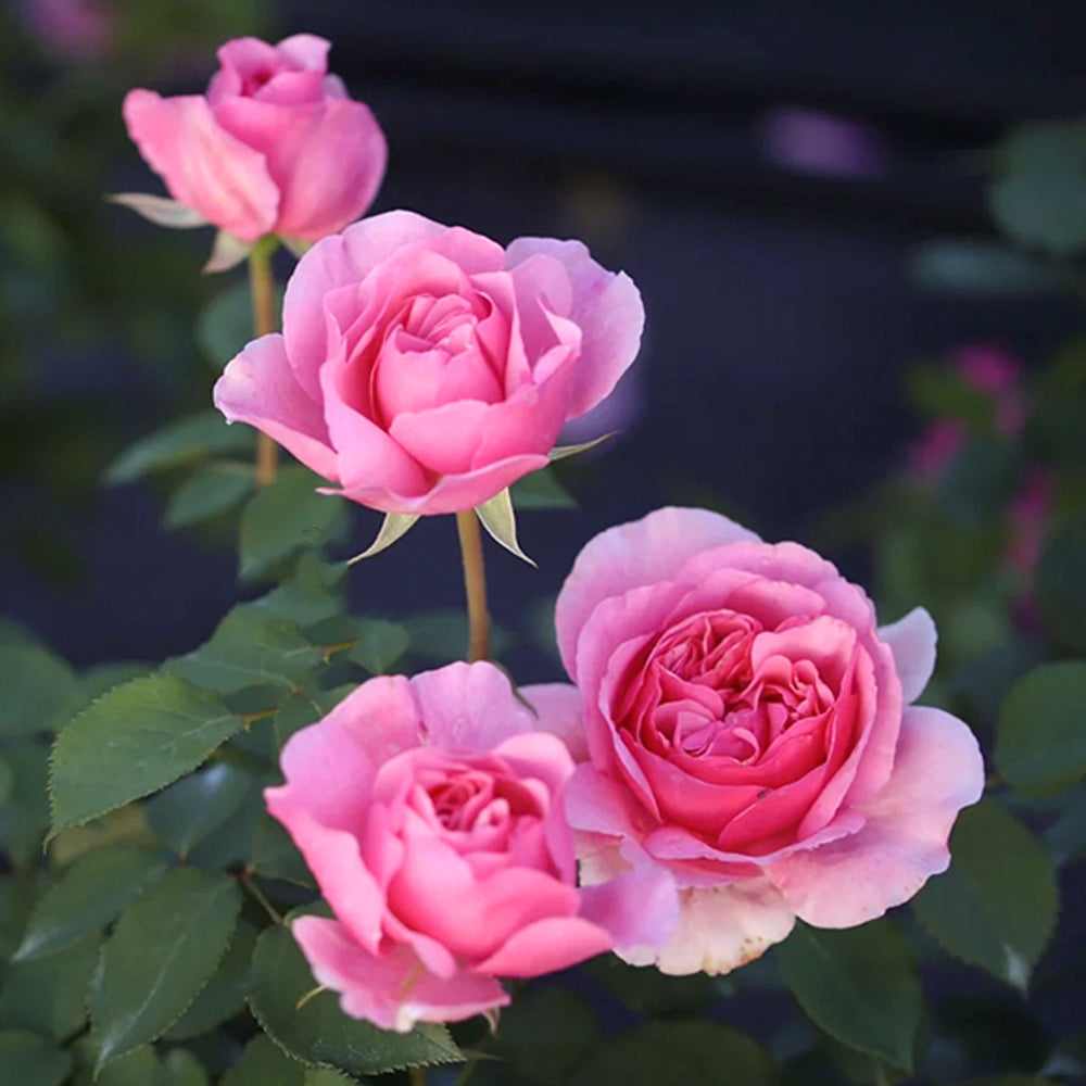 Le Printemps Japanese Florist Climbing Rose