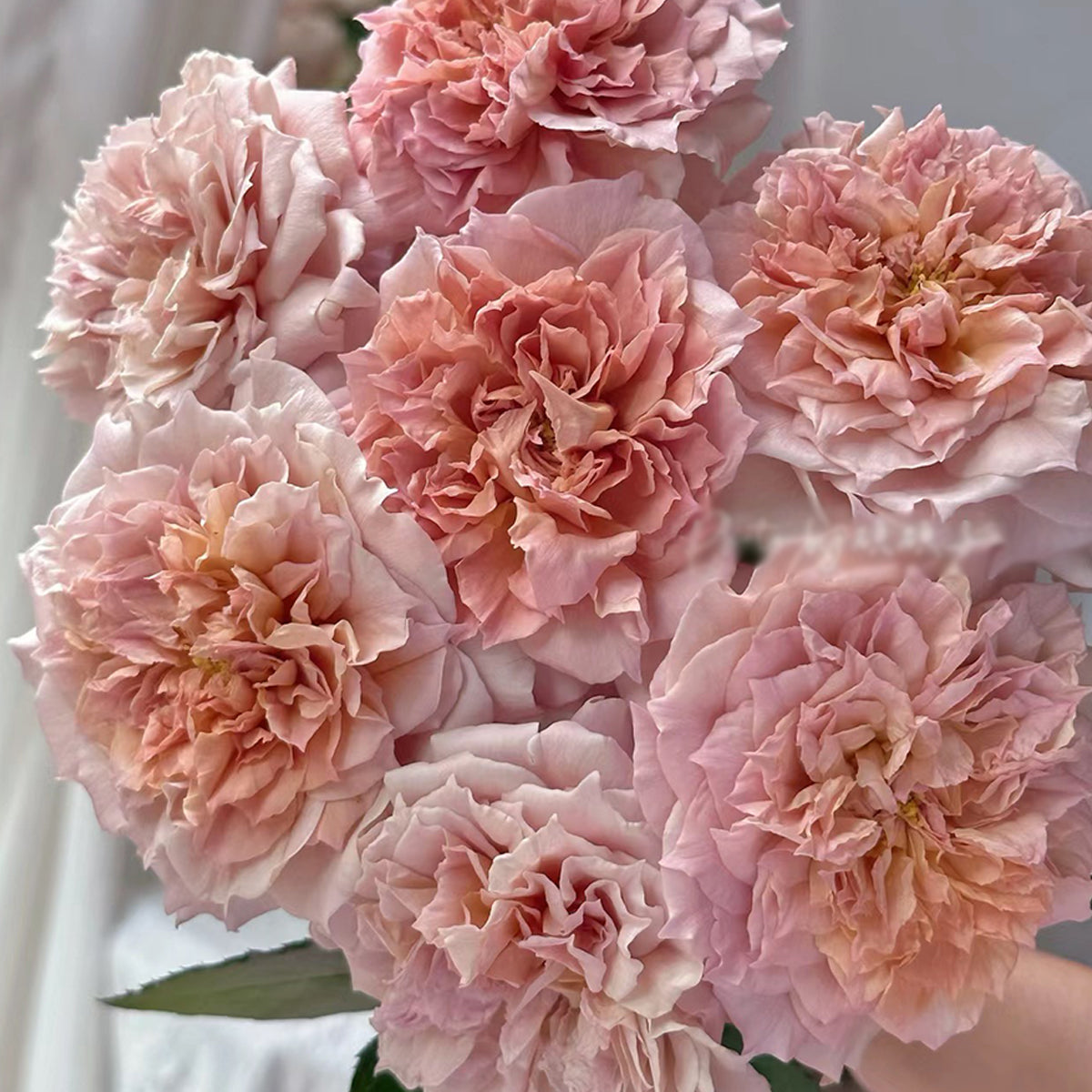 Le Sablier Japanese Florist Shrub Rose