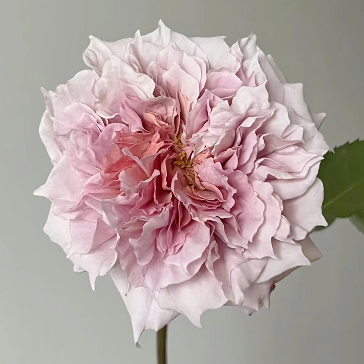 Le Sablier Japanese Florist Shrub Rose