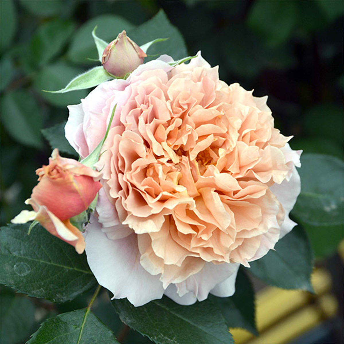 Le Sablier Japanese Florist Shrub Rose