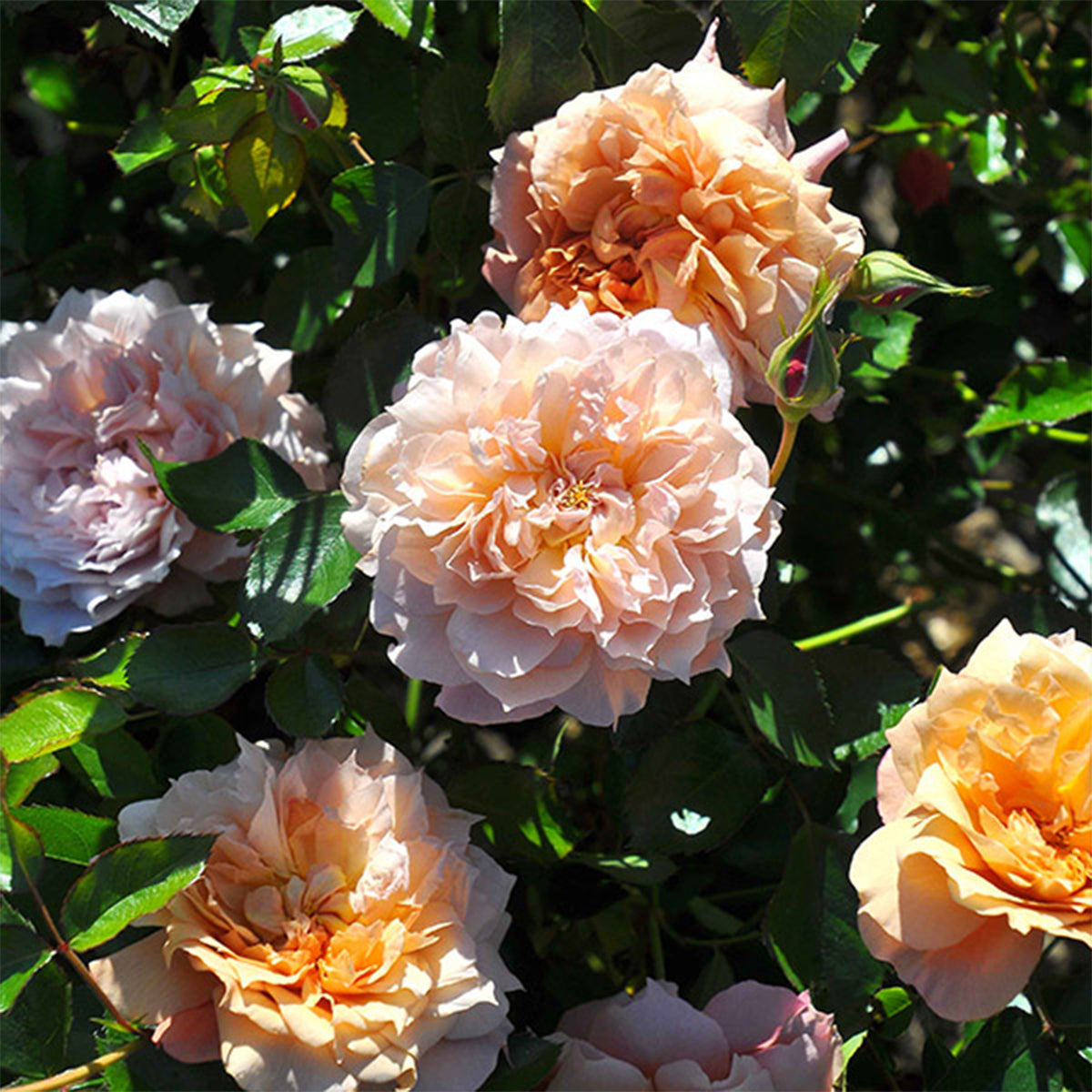Le Sablier Japanese Florist Shrub Rose