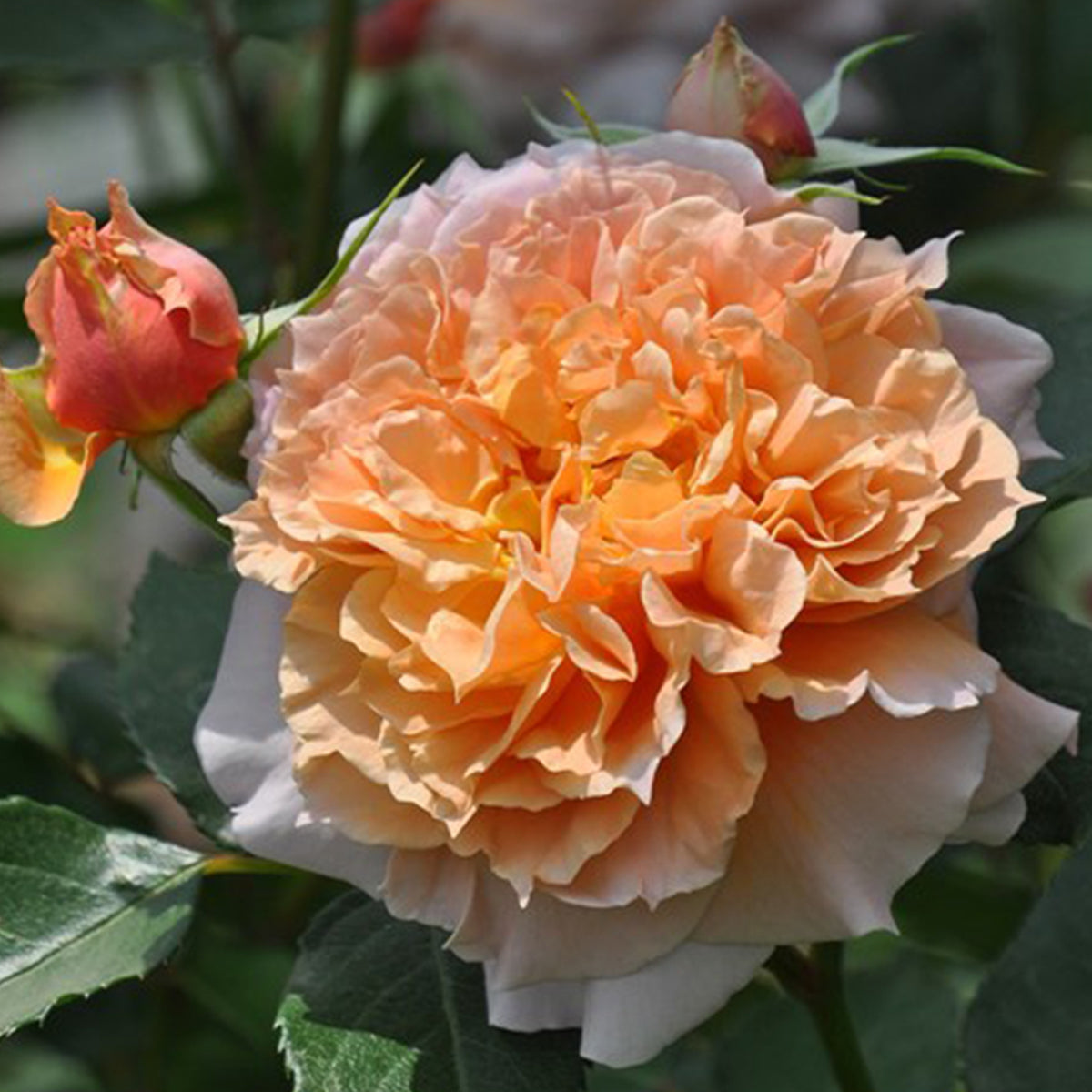 Le Sablier Japanese Florist Shrub Rose