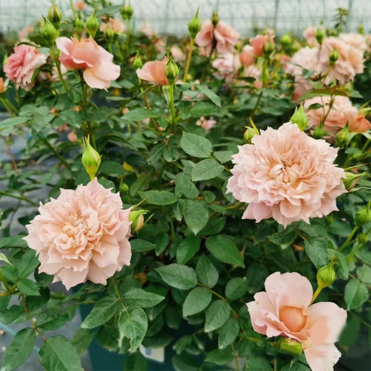 Le Sablier Japanese Florist Shrub Rose