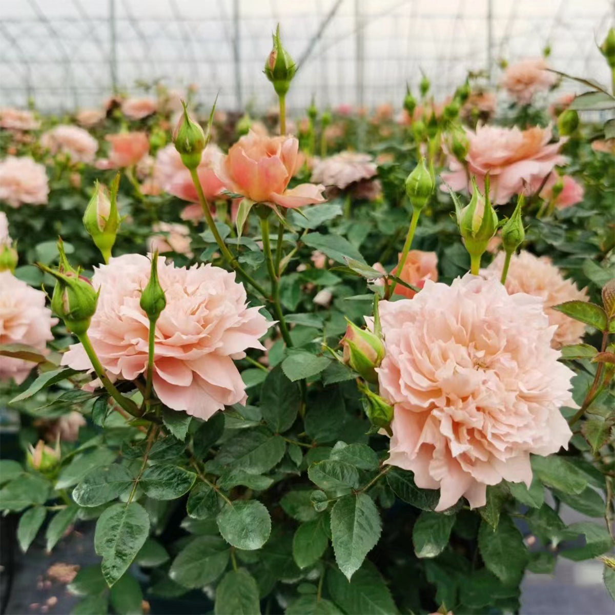 Le Sablier Japanese Florist Shrub Rose