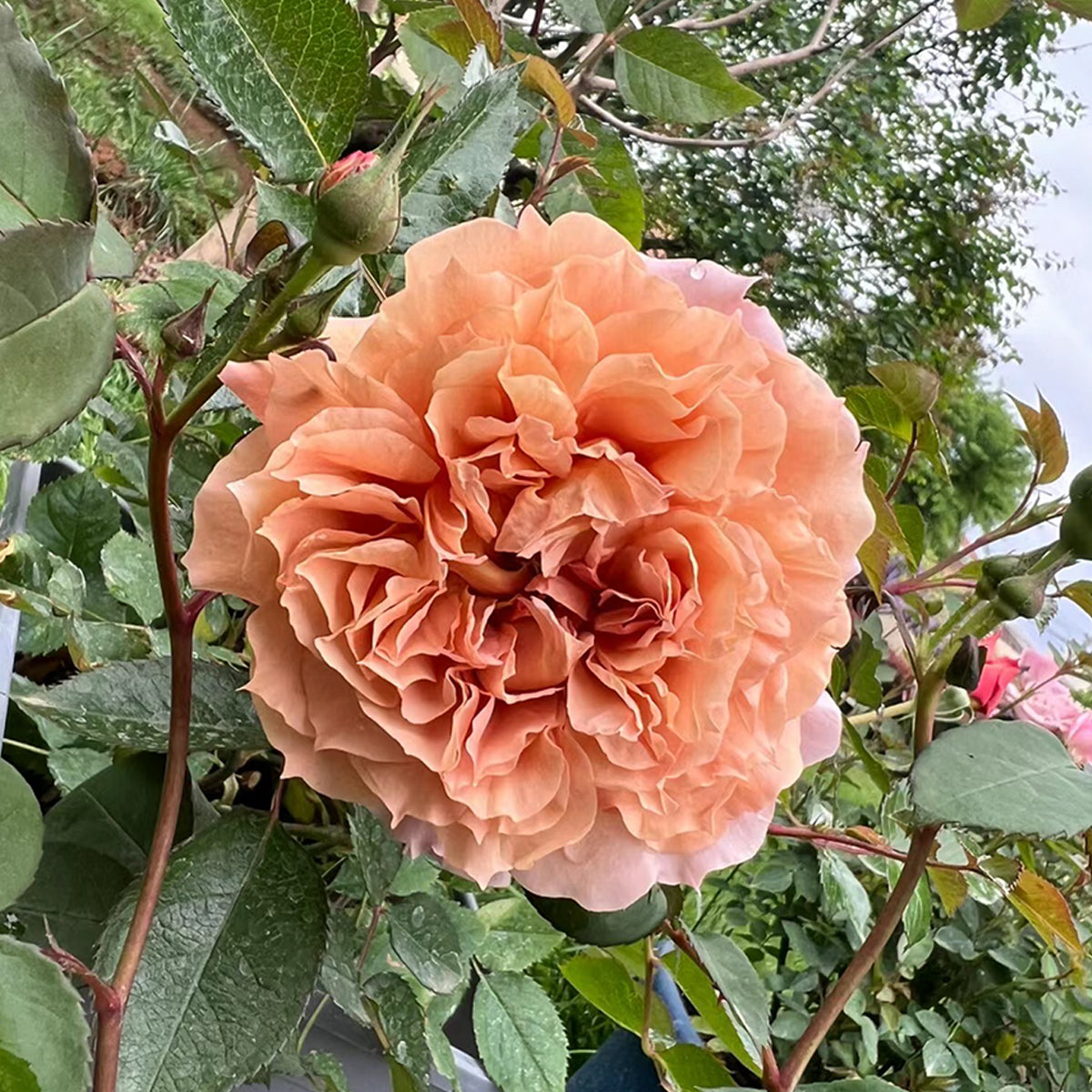 Le Sablier Japanese Florist Shrub Rose