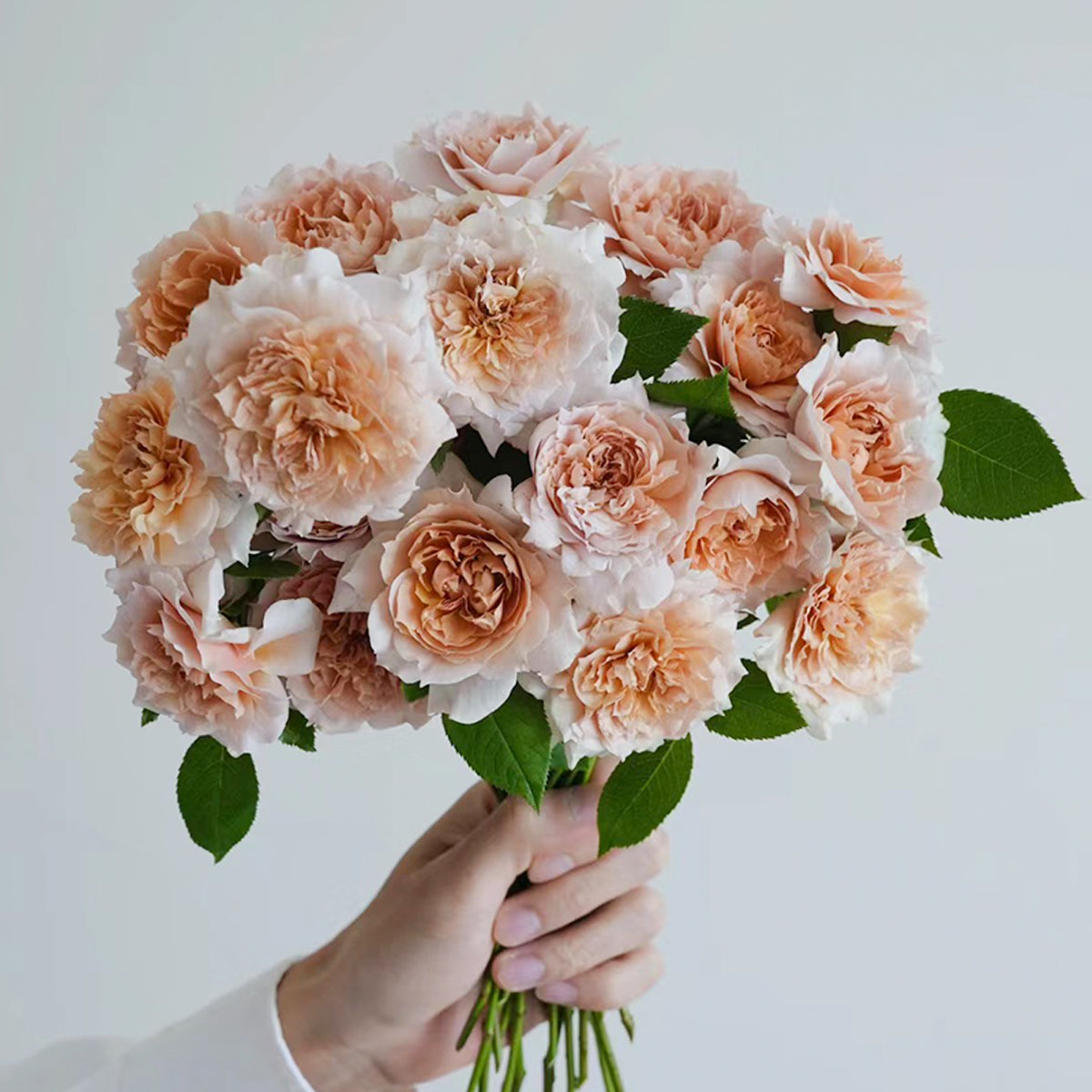 Le Sablier Japanese Florist Shrub Rose