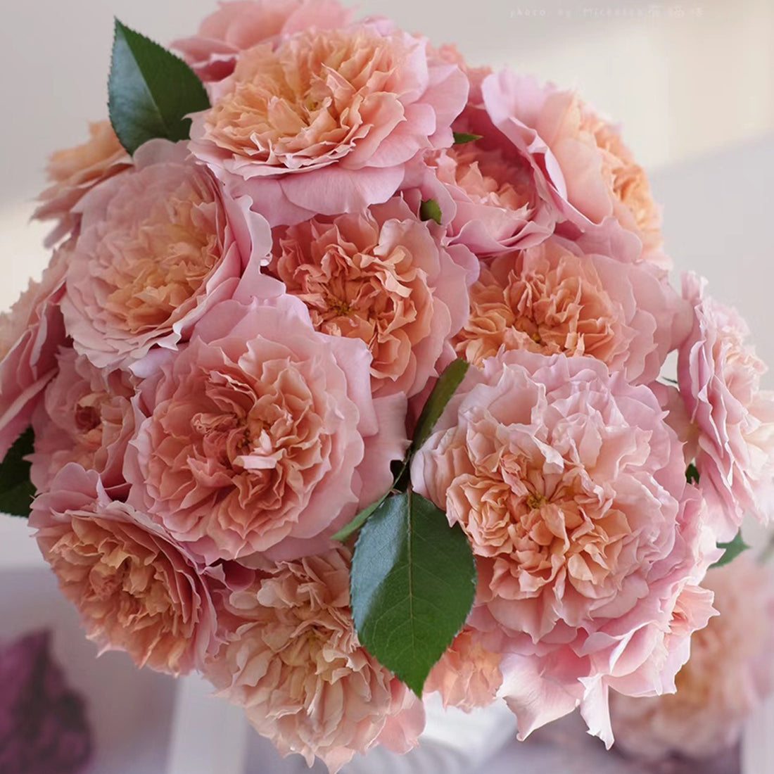 Le Sablier Japanese Florist Shrub Rose