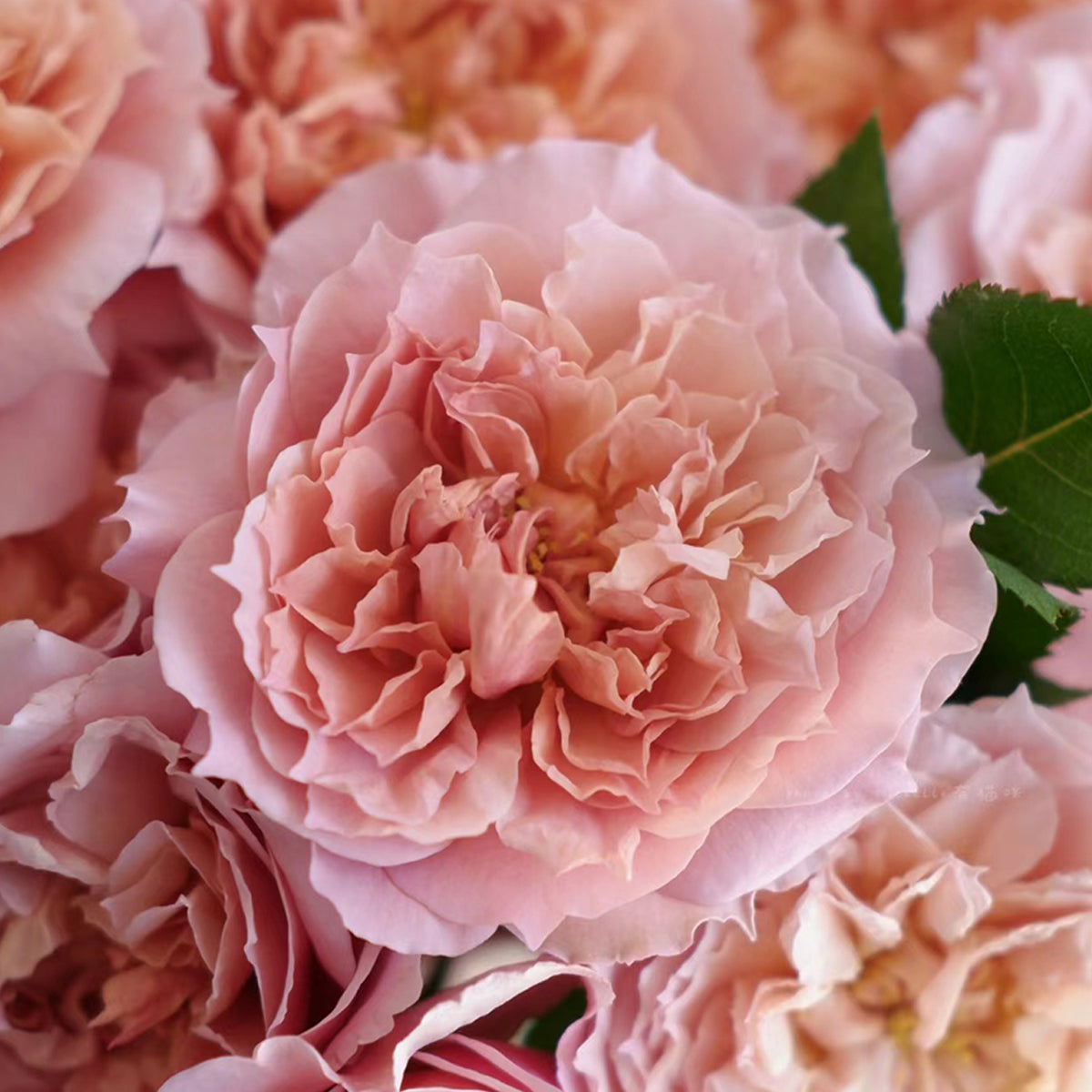 Le Sablier Japanese Florist Shrub Rose