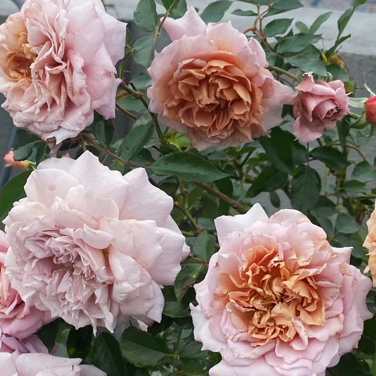 Le Sablier Japanese Florist Shrub Rose