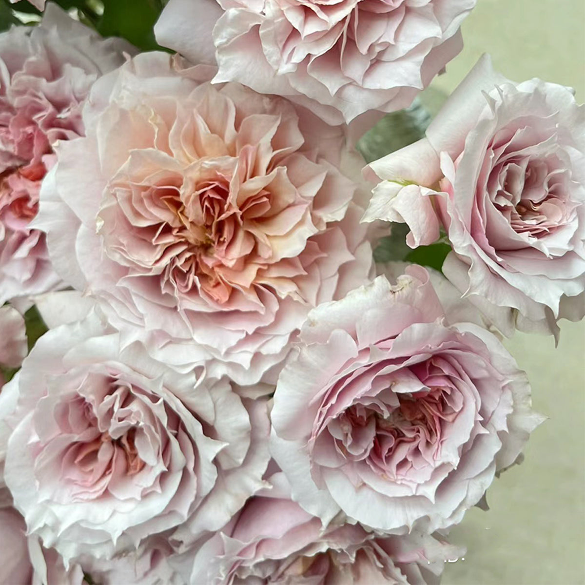Le Sablier Japanese Florist Shrub Rose