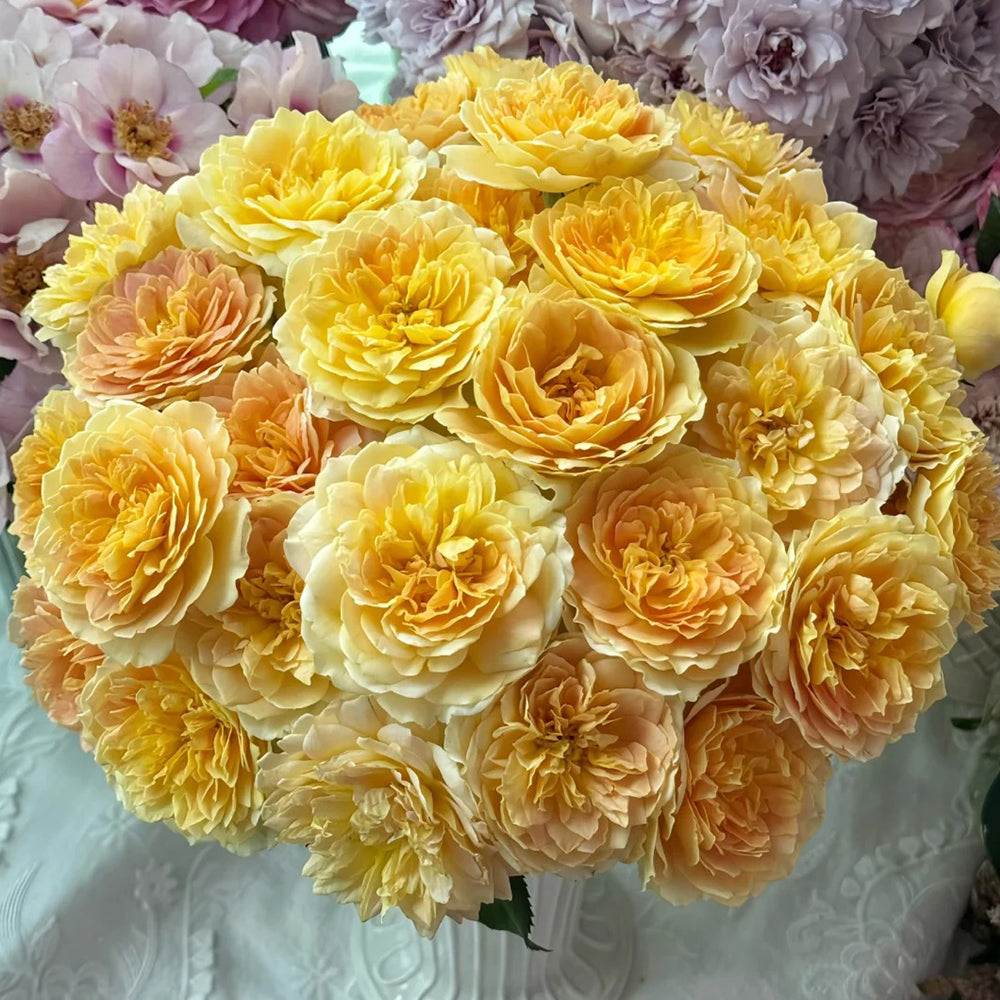 Leah Tutu UK Florist Shrub Rose