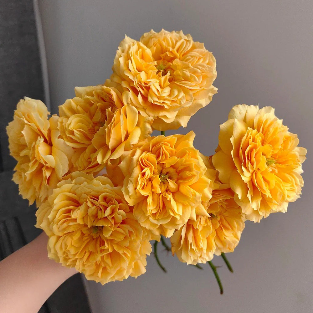 Leah Tutu UK Florist Shrub Rose