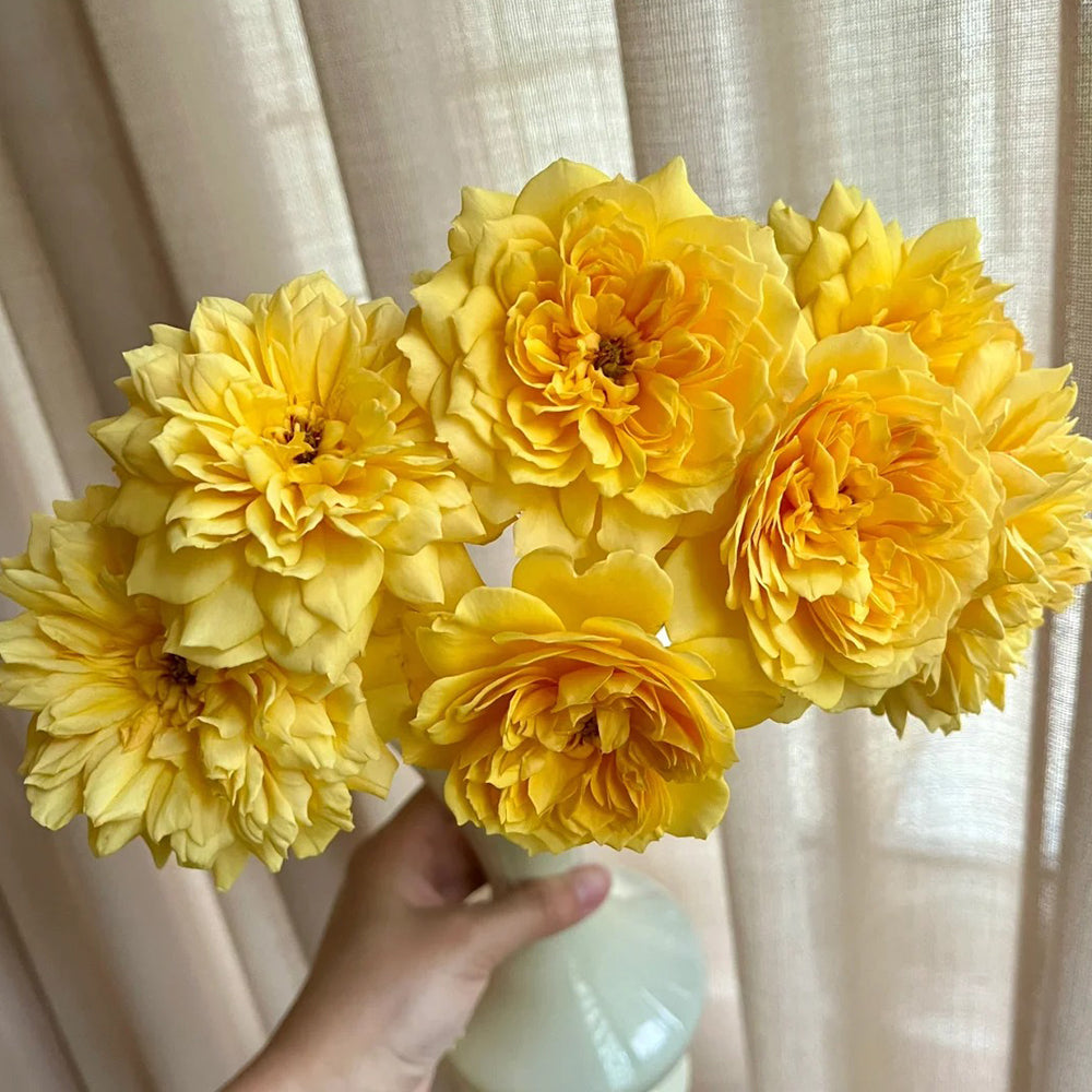 Leah Tutu UK Florist Shrub Rose