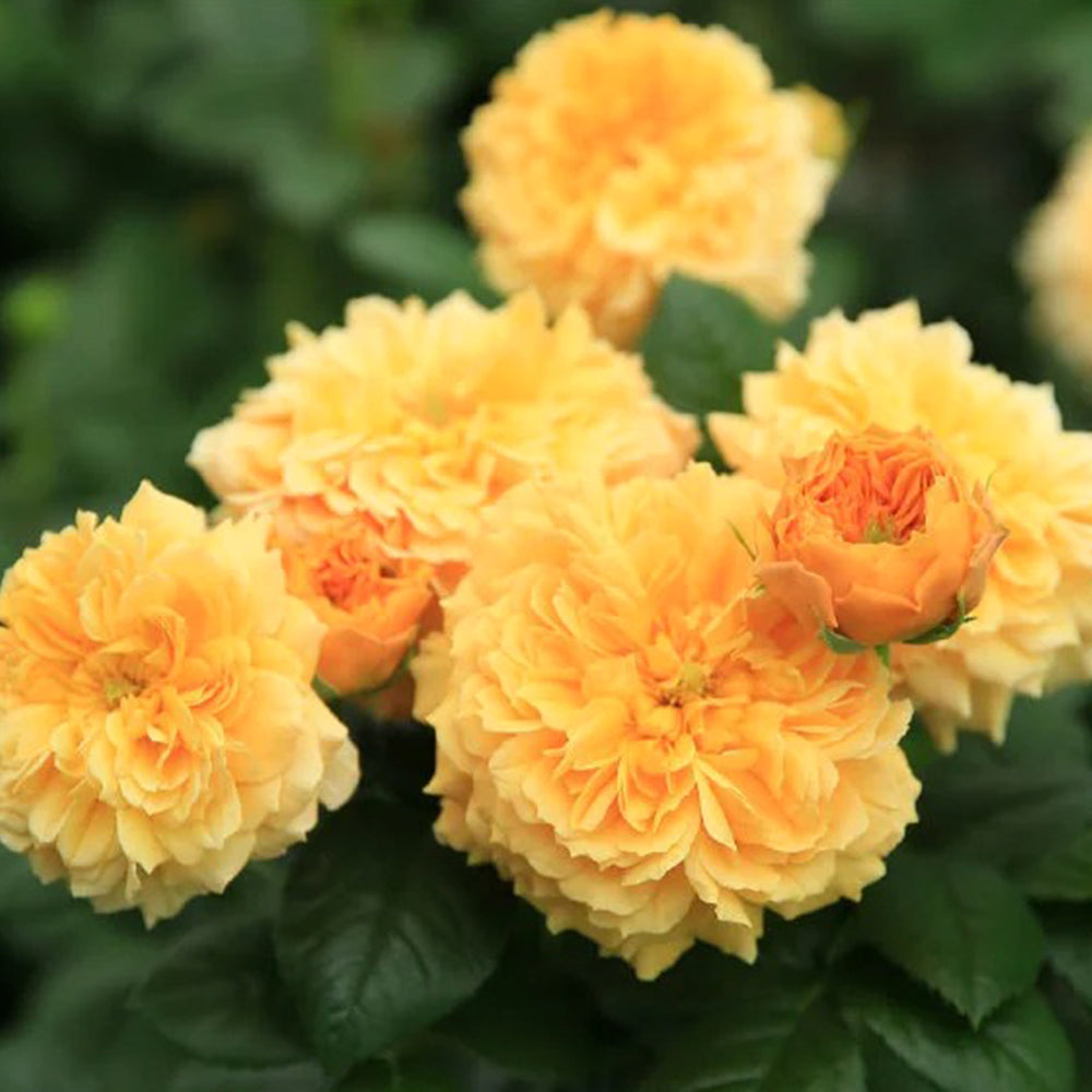 Leah Tutu UK Florist Shrub Rose