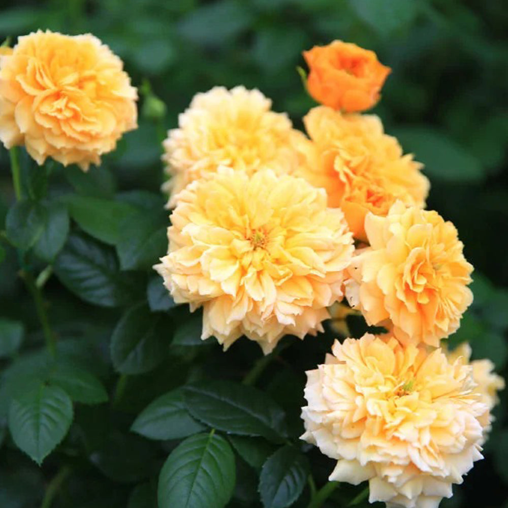Leah Tutu UK Florist Shrub Rose