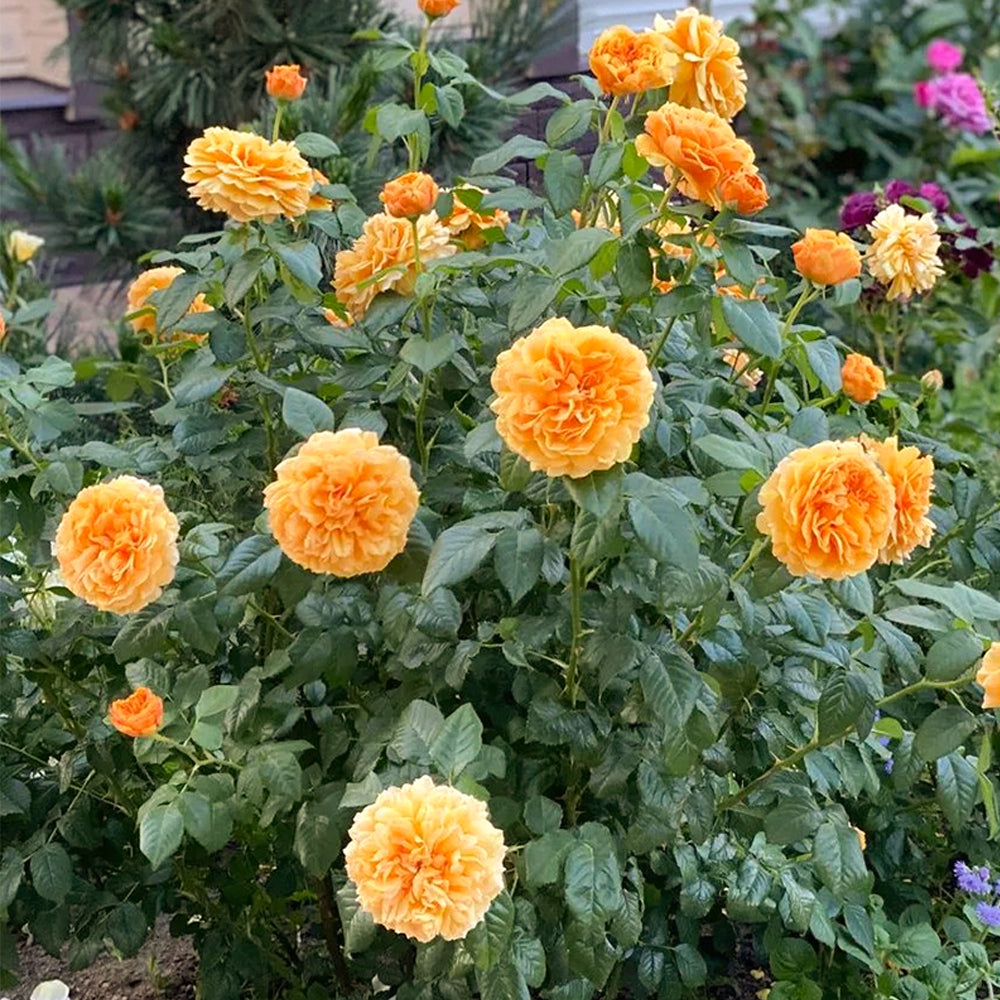 Leah Tutu UK Florist Shrub Rose