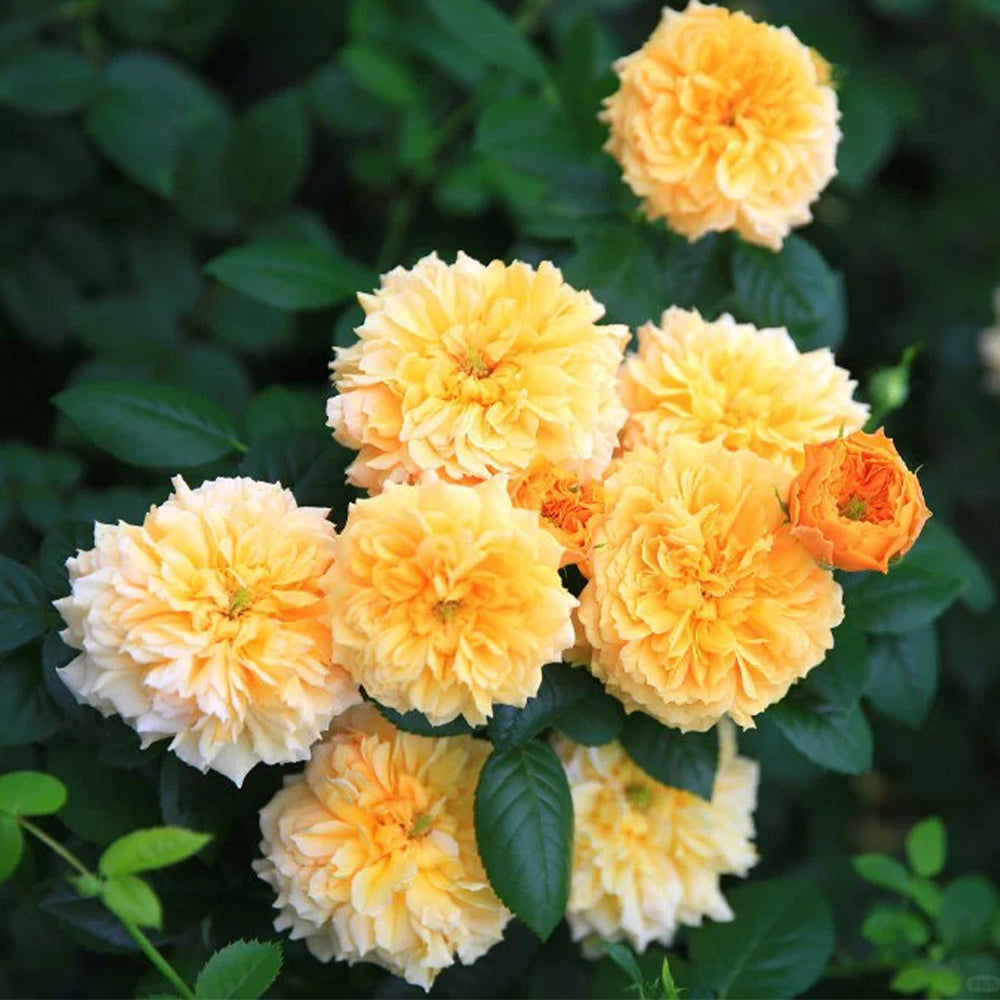 Leah Tutu UK Florist Shrub Rose