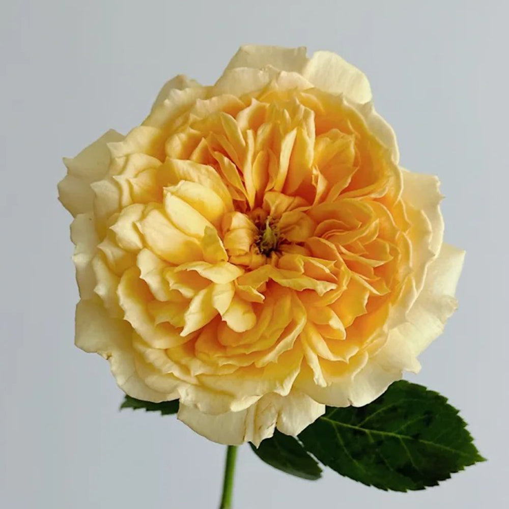 Leah Tutu UK Florist Shrub Rose