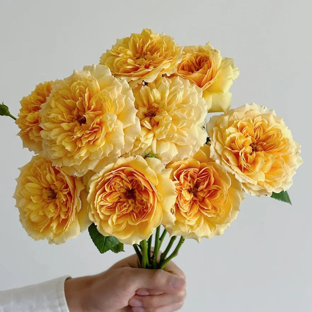 Leah Tutu UK Florist Shrub Rose