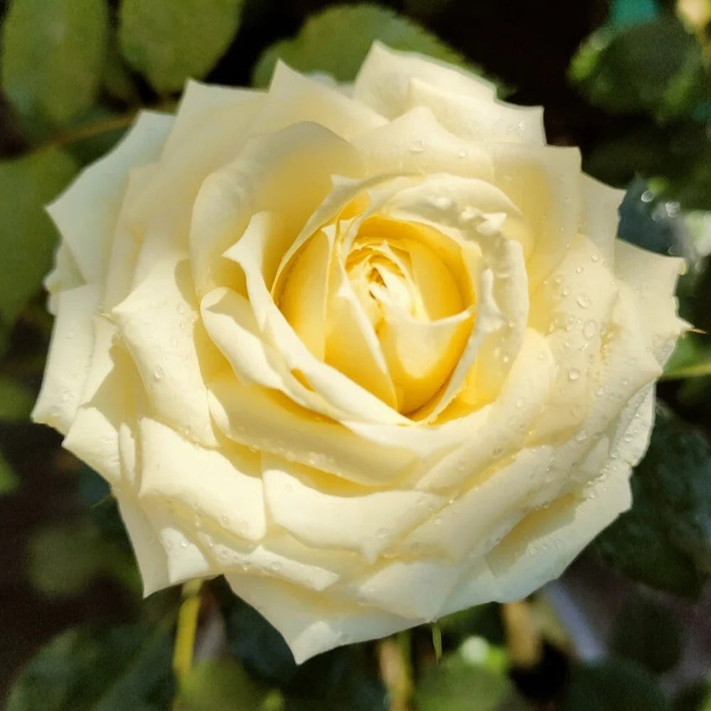 German Florist Shrub Rose Inspired by Lemon Rokoko