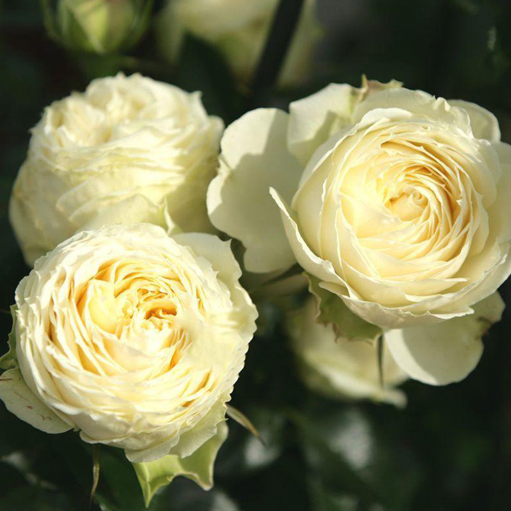 German Florist Shrub Rose Inspired by Lemon Rokoko
