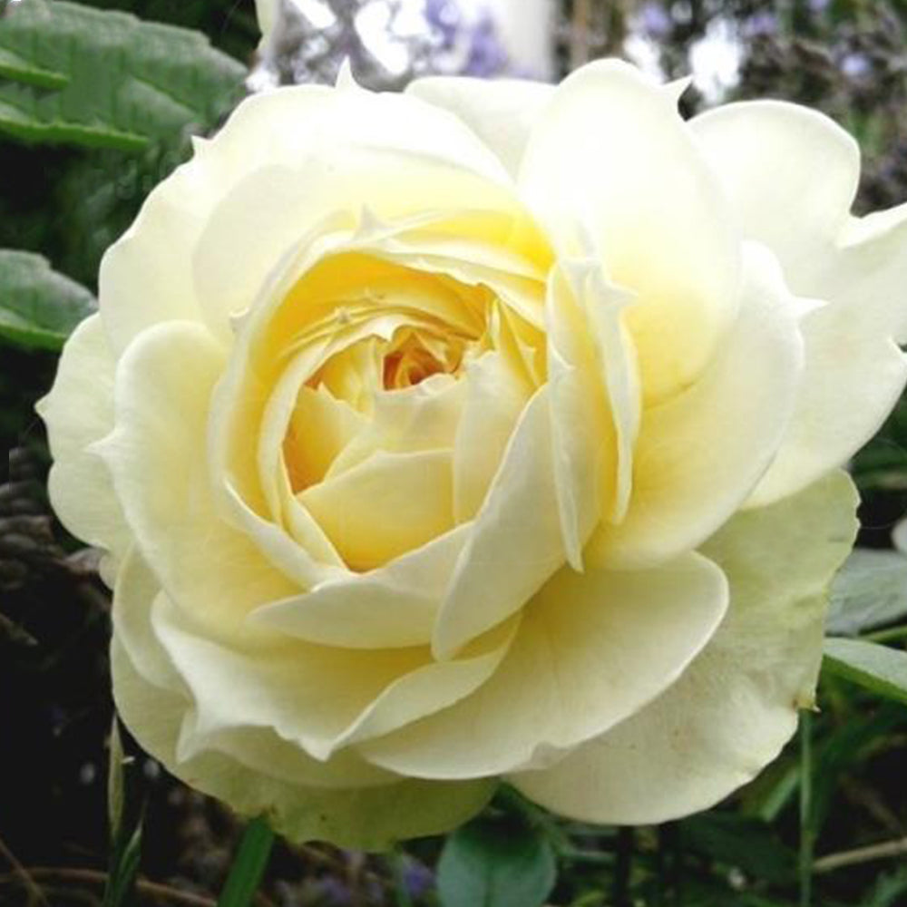 German Florist Shrub Rose Inspired by Lemon Rokoko