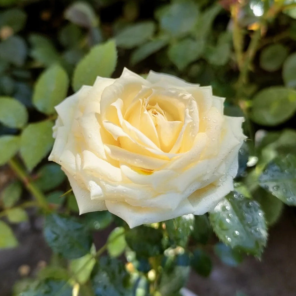 German Florist Shrub Rose Inspired by Lemon Rokoko