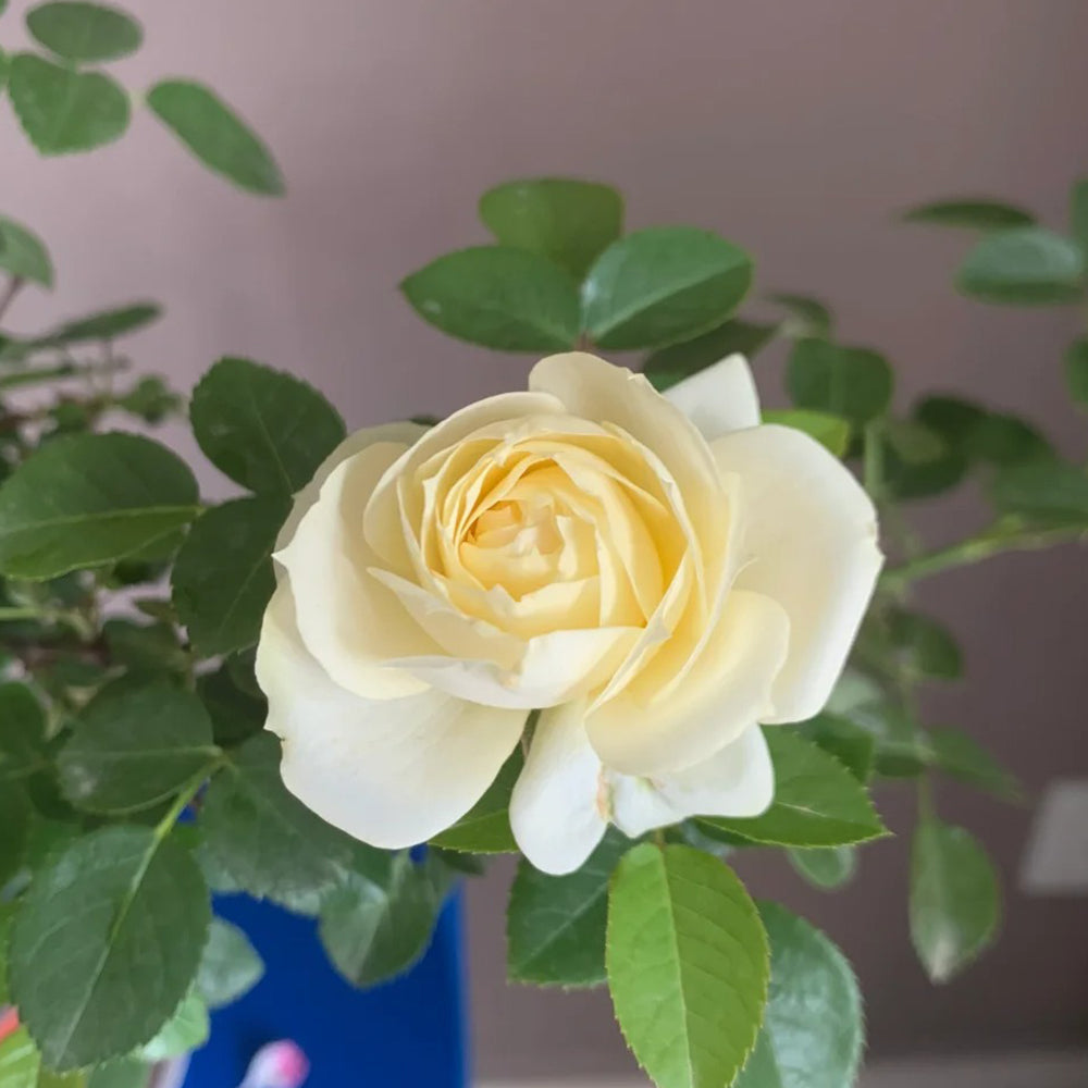German Florist Shrub Rose Inspired by Lemon Rokoko