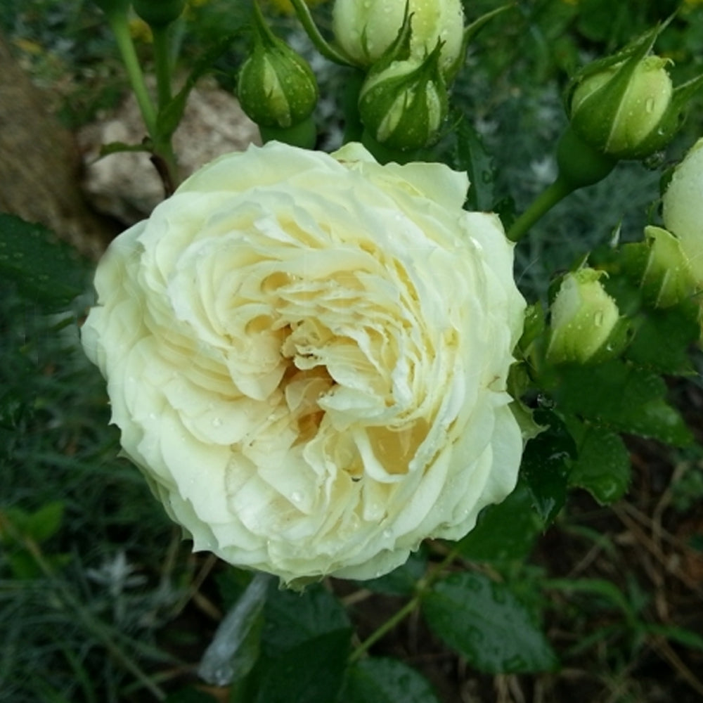 German Florist Shrub Rose Inspired by Lemon Rokoko