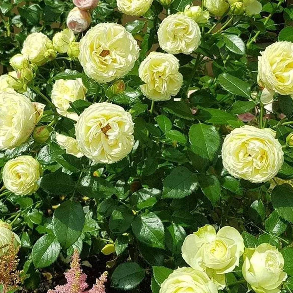 German Florist Shrub Rose Inspired by Lemon Rokoko