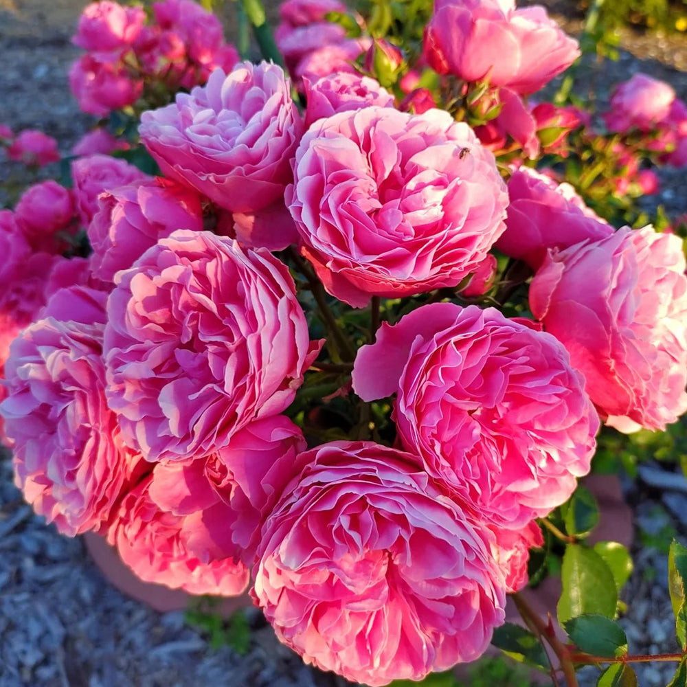 トップス Rose Leonardo da Vinci French Florist Climbing Rose – Highgarden Roses