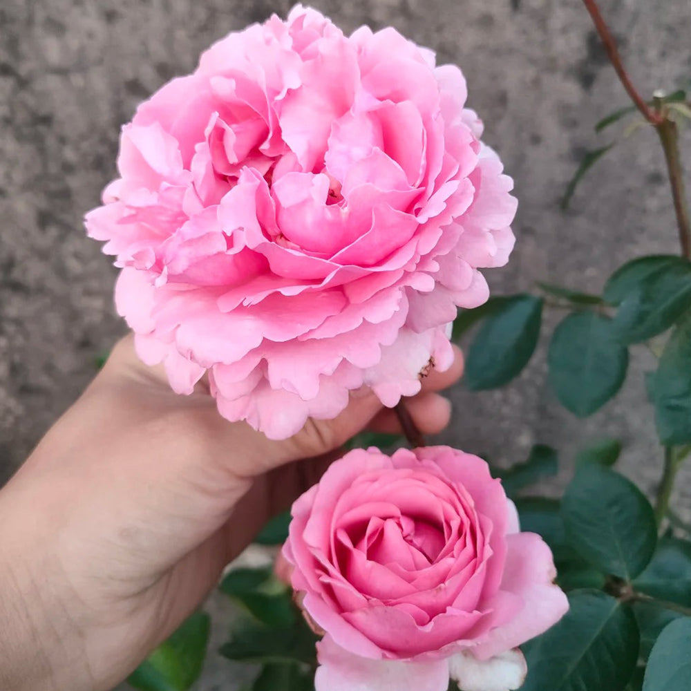 Leonor Japanese Florist Shrub Rose