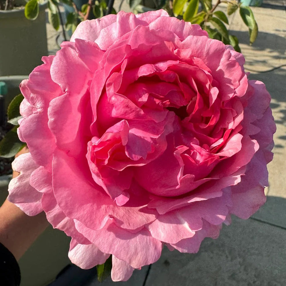 Leonor Japanese Florist Shrub Rose