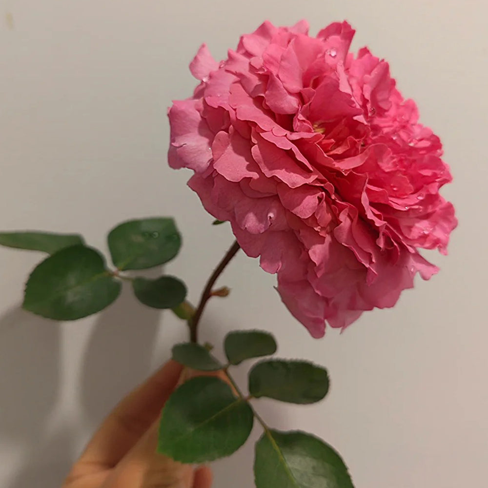 Leonor Japanese Florist Shrub Rose