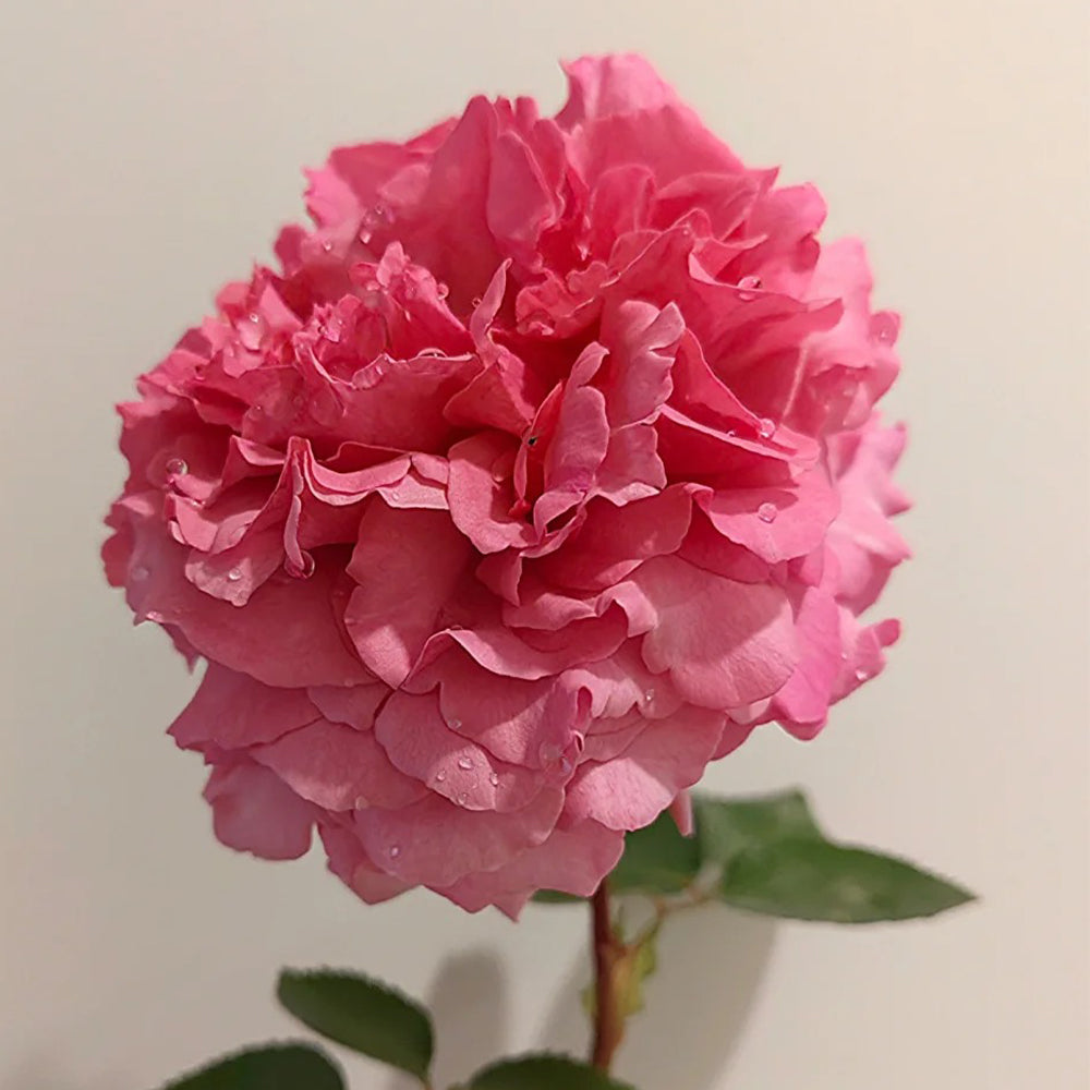 Leonor Japanese Florist Shrub Rose