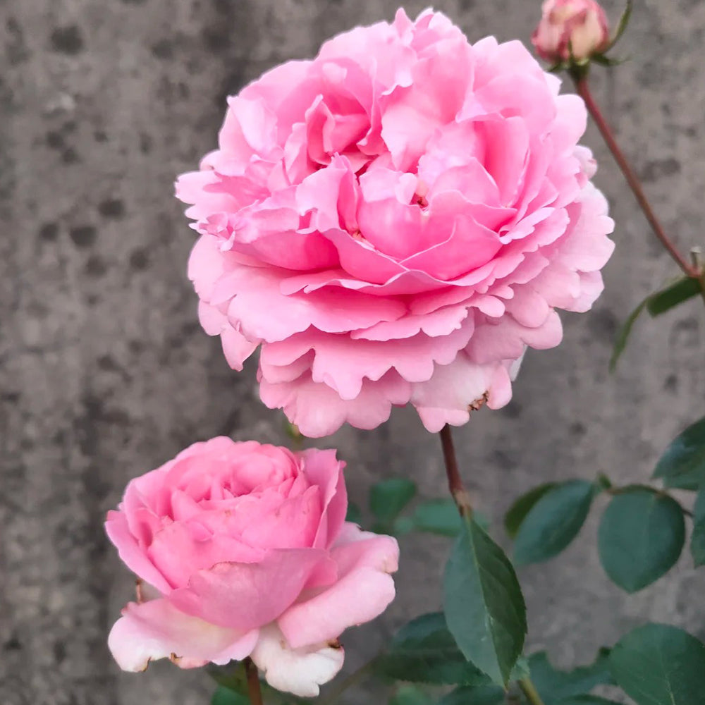 Leonor Japanese Florist Shrub Rose