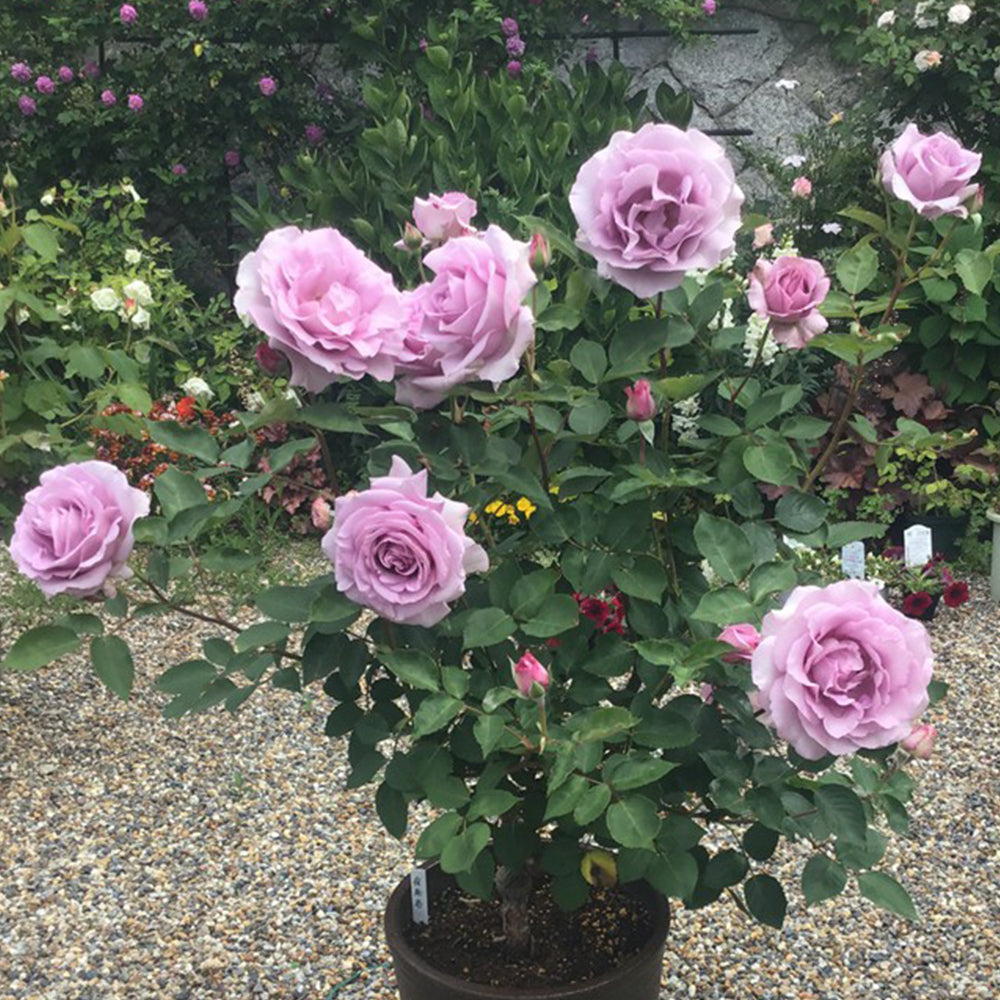 Leraishan Japanese Florist Shrub Rose