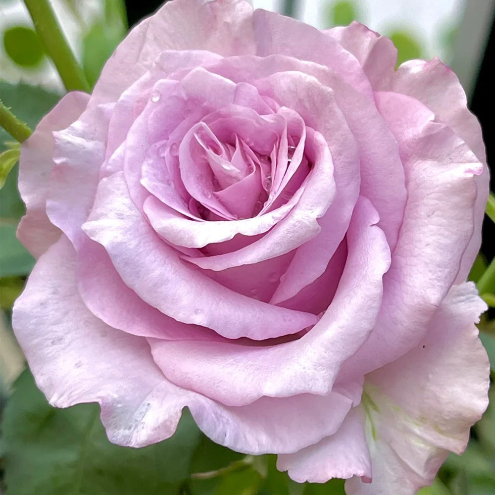 Leraishan Japanese Florist Shrub Rose