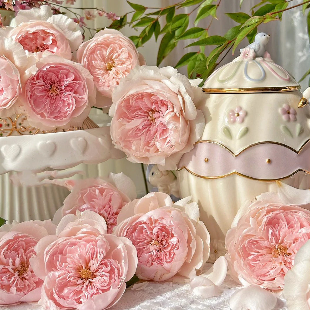 Letters from Home Chinese Florist Shrub Rose