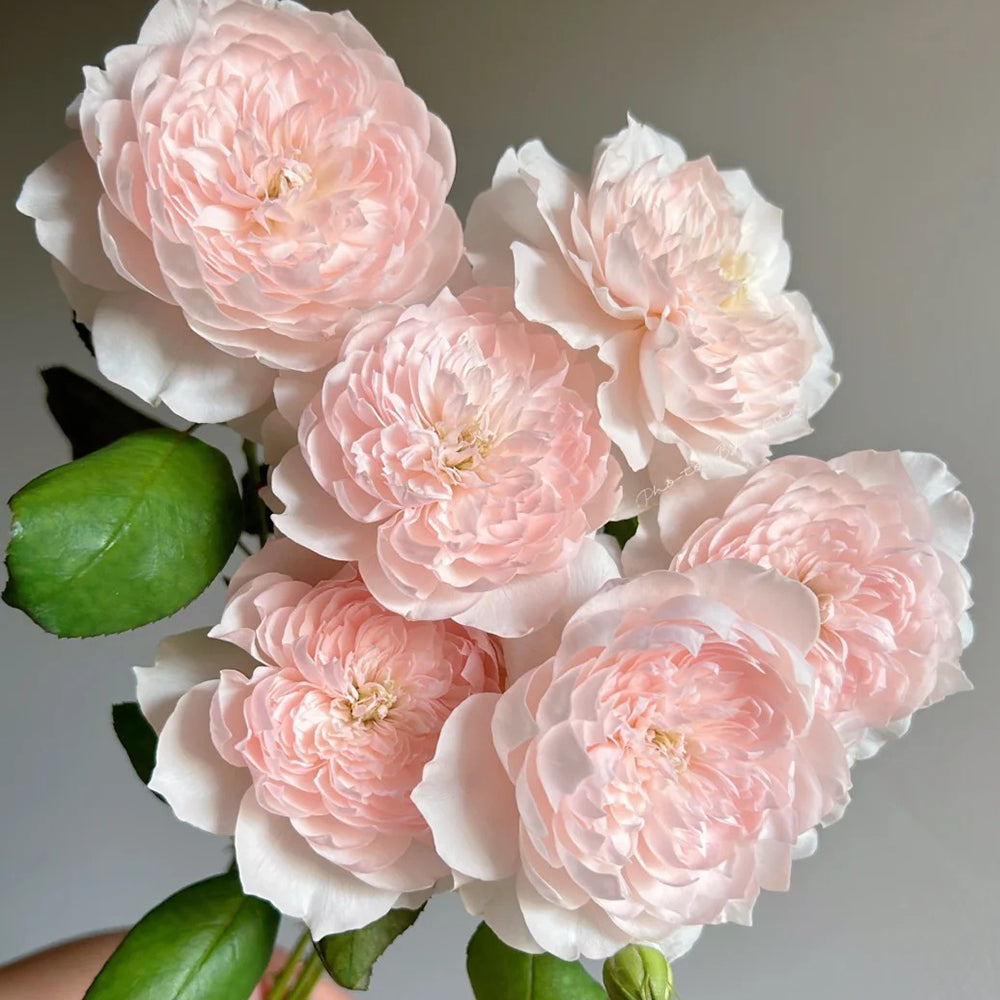 Letters from Home Chinese Florist Shrub Rose