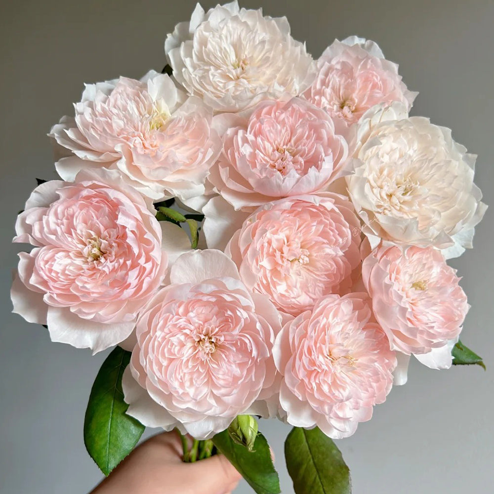 Letters from Home Chinese Florist Shrub Rose