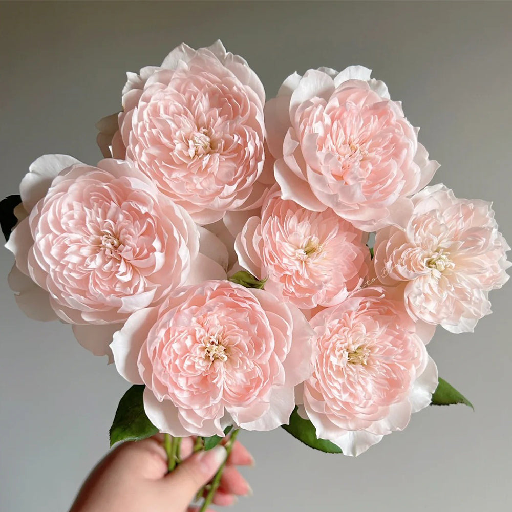 Letters from Home Chinese Florist Shrub Rose