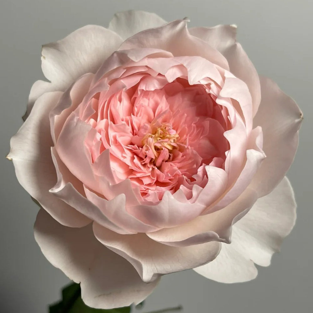 Letters from Home Chinese Florist Shrub Rose