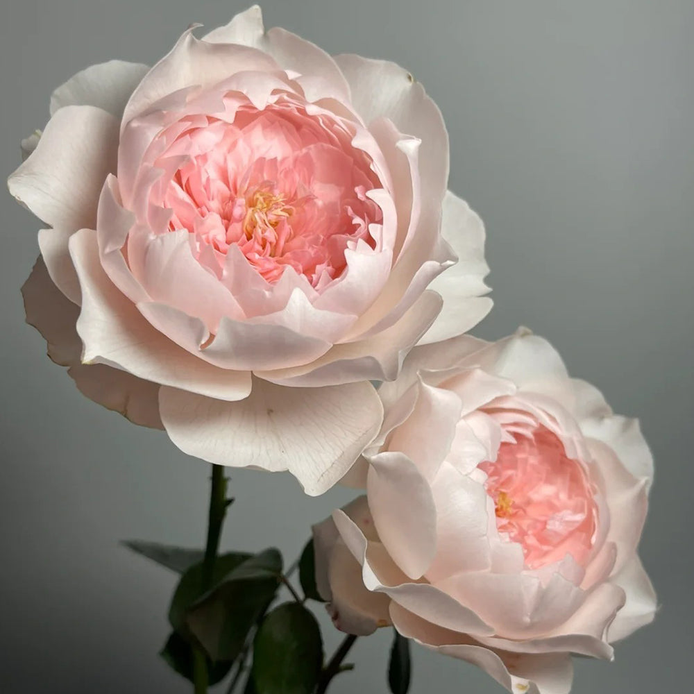 Letters from Home Chinese Florist Shrub Rose