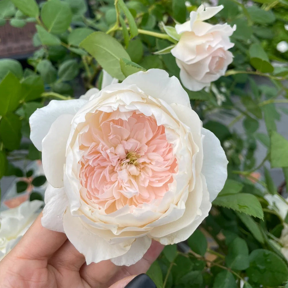 Letters from Home Chinese Florist Shrub Rose