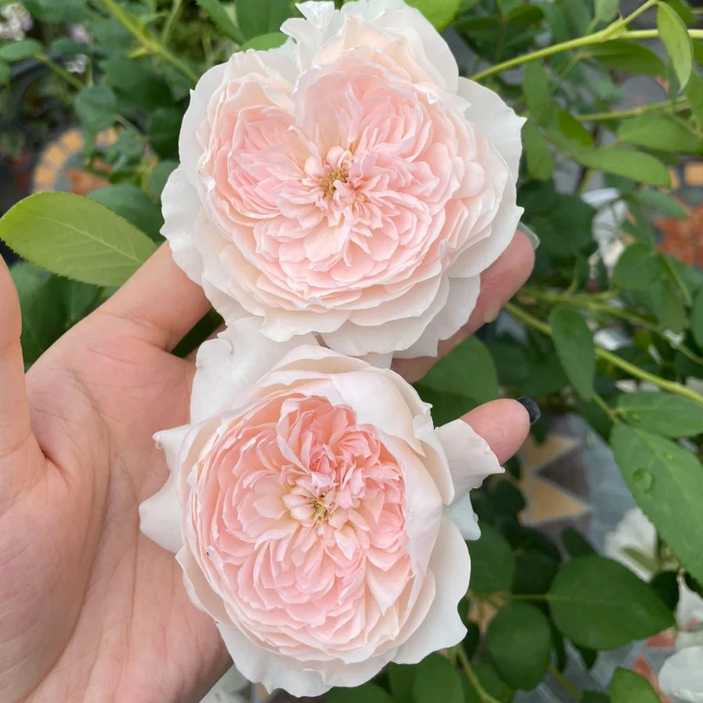 Letters from Home Chinese Florist Shrub Rose