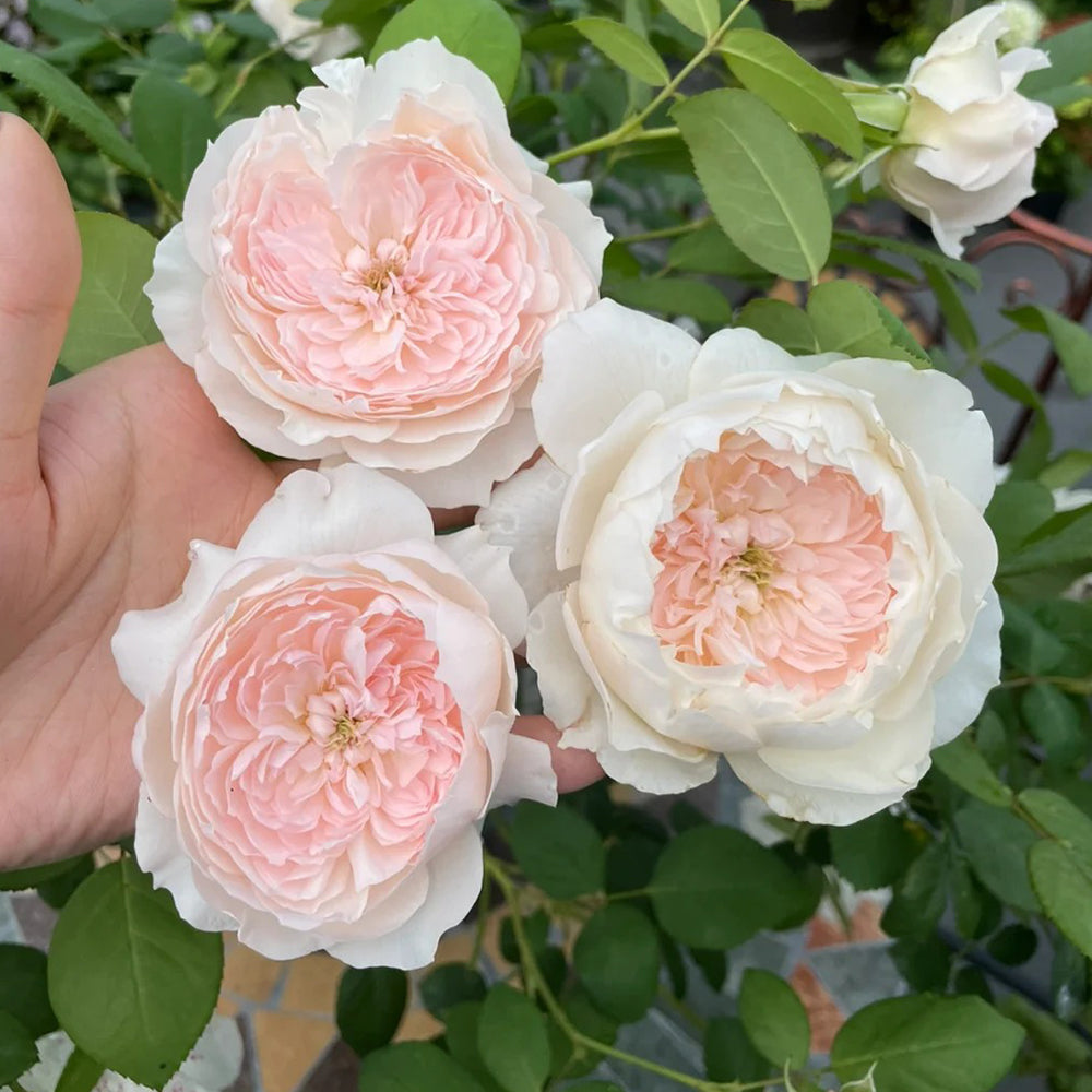 Letters from Home Chinese Florist Shrub Rose