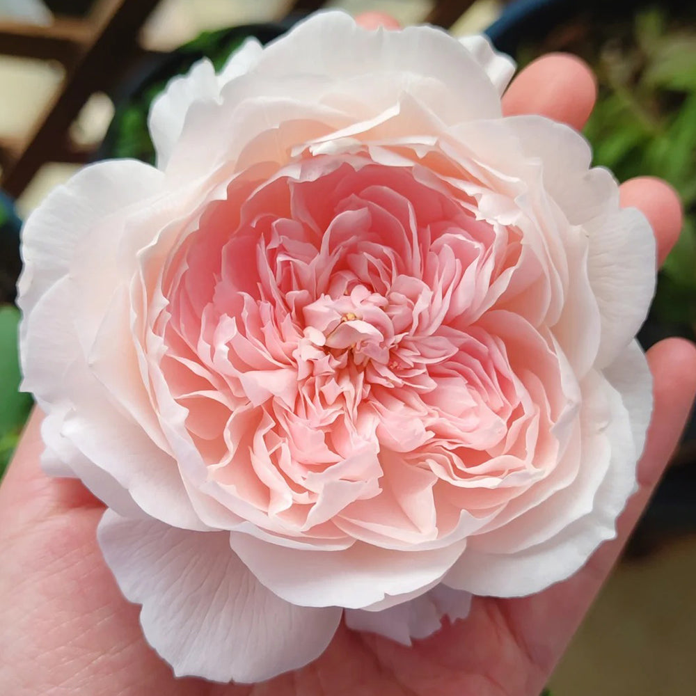 Letters from Home Chinese Florist Shrub Rose