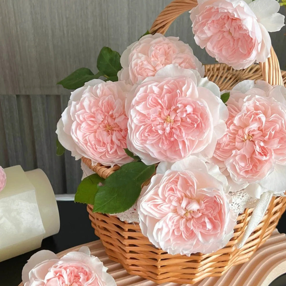 Letters from Home Chinese Florist Shrub Rose
